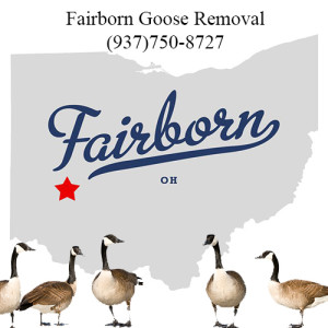 fairborn ohio goose removal 763-307-4384