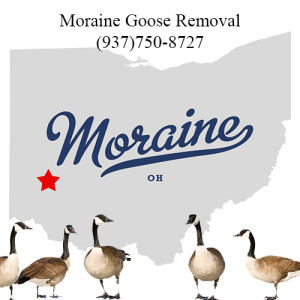 moraine ohio goose removal 763-307-4384