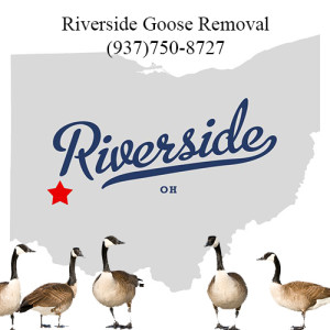 riverside ohio goose removal 763-307-4384