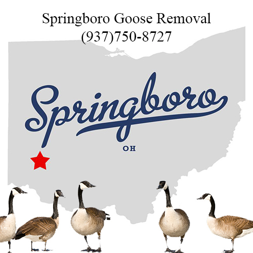 springboro ohio goose removal 763-307-4384