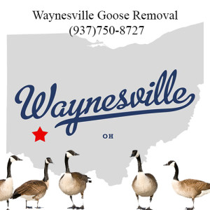 waynesville ohio goose removal 763-307-4384