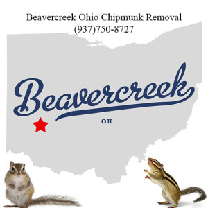 beavercreek chipmunk removal 763-307-4384