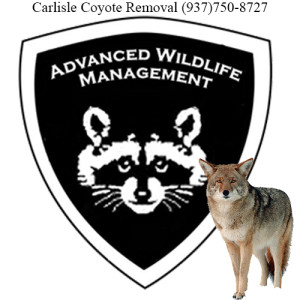 carlisle coyote removal 763-307-4384