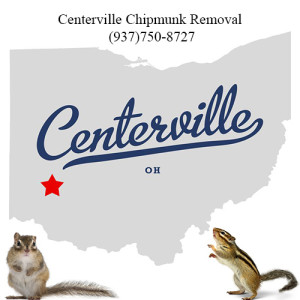 centerville chipmunk removal 763-307-4384