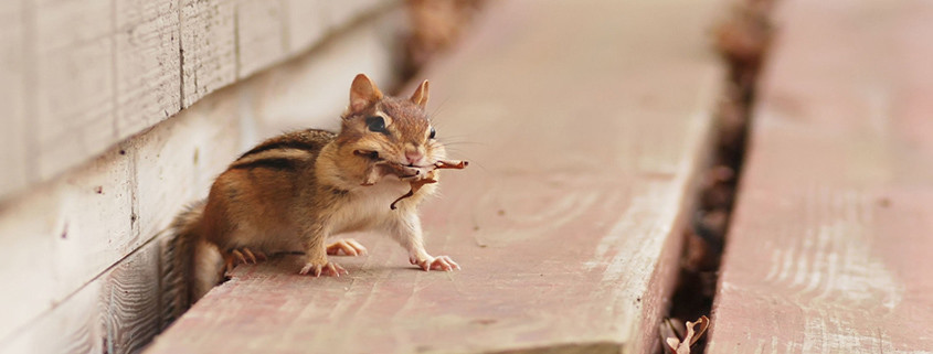 Chipmunk Trapping, Removal & Repairs