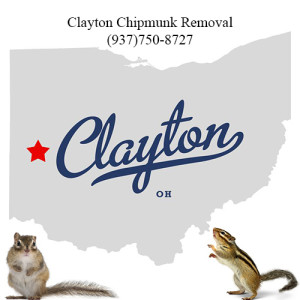 clayton chipmunk removal 763-307-4384