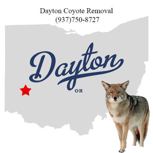 dayton coyote removal 763-307-4384