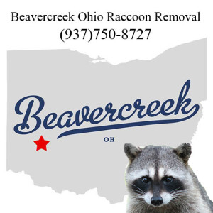 how to get rid of raccoons in beavercreek ohio