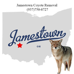 jamestown coyote removal 763-307-4384