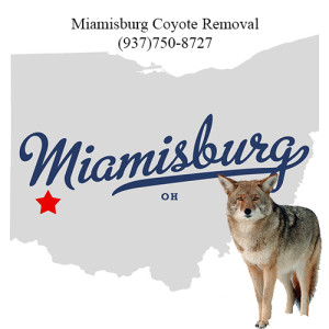 miamisburg coyote removal 763-307-4384