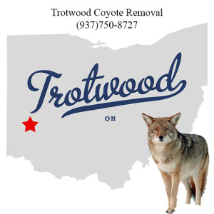 trotwood coyote removal 763-307-4384