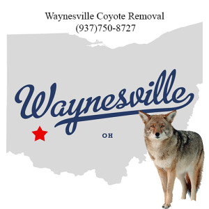 waynesville coyote removal 763-307-4384