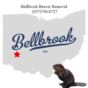 bellbrook beaver removal 937)750-8727