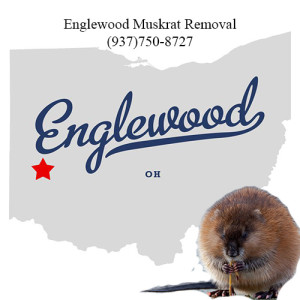 englewood muskrat removal 763-307-4384