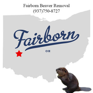 fairborn beaver removal 763-307-4384