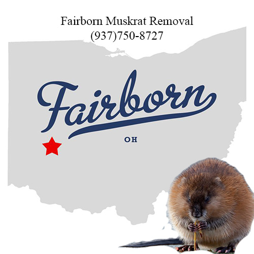 fairborn muskrat removal ohio 763-307-4384