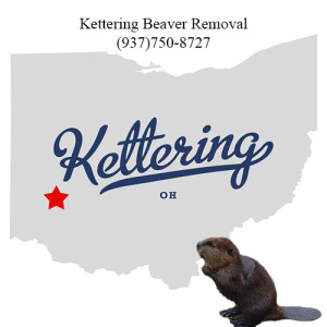 kettering beaver removal 763-307-4384