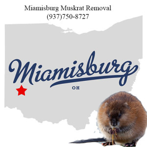 miamisburg muskrat removal 763-307-4384