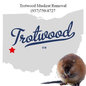 trotwood muskrat removal 763-307-4384