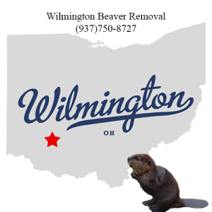 wilmington beaver removal 763-307-4384