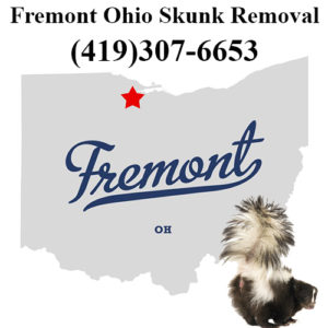 Fremont Skunk Removal Ohio